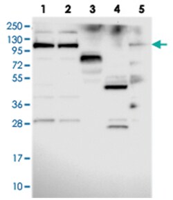 C19orf29 Rabbit anti-Human, Polyclonal Antibody, Abnova 100&mu;L; Unlabeled:Antibodies,