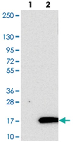 BANF2, Rabbit, Polyclonal Antibody, Abnova 100&mu;L; Unlabeled:Antibodies,