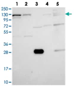 ARHGEF18, Rabbit, Polyclonal Antibody, Abnova 100&mu;L; Unlabeled:Antibodies,