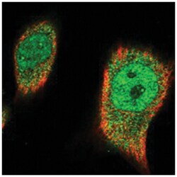 FNIP2 Rabbit anti-Human, Polyclonal Antibody, Abnova 100 &mu;L | Buy Online | Abnova Corporation | Fisher Scientific