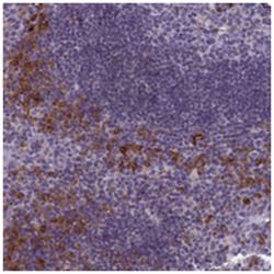 CNEP1R1, Rabbit, Polyclonal Antibody, Abnova 100&mu;L; Unlabeled:Antibodies,