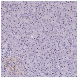 C3orf26, Rabbit, Polyclonal Antibody, Abnova 100 &mu;L | Buy Online | Abnova | Fisher Scientific