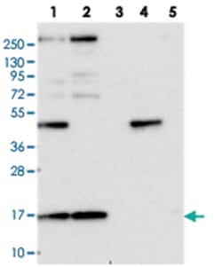 RPS19BP1, Rabbit, Polyclonal Antibody, Abnova 100&mu;L; Unlabeled:Antibodies,
