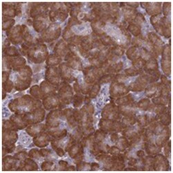 RPS19BP1, Rabbit, Polyclonal Antibody, Abnova 100&mu;L; Unlabeled:Antibodies,