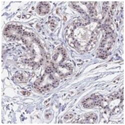 DBNDD1, Rabbit, Polyclonal Antibody, Abnova 100 &mu;L | Buy Online | Abnova Corporation | Fisher Scientific