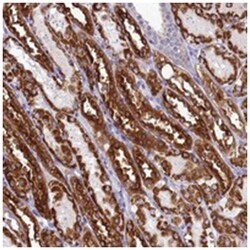 PRDM12, Rabbit, Polyclonal Antibody, Abnova 100&mu;L; Unlabeled:Antibodies,