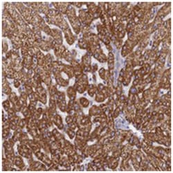 TMEM30B Rabbit anti-Human, Polyclonal Antibody, Abnova 100 &mu;L | Buy Online | Abnova Corporation | Fisher Scientific
