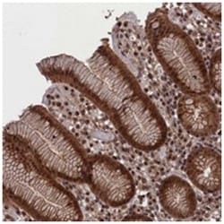 PDE12, Rabbit, Polyclonal Antibody, Abnova 100&mu;L; Unlabeled:Antibodies,