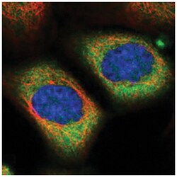 ALMS1, Rabbit, Polyclonal Antibody, Abnova 100 &mu;L | Buy Online | Abnova Corporation | Fisher Scientific
