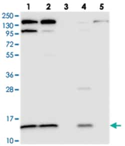 CMC1, Rabbit, Polyclonal Antibody, Abnova 100 &mu;L | Buy Online | Abnova | Fisher Scientific
