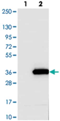 C4orf22, Rabbit, Polyclonal Antibody, Abnova 100&mu;L; Unlabeled:Antibodies,