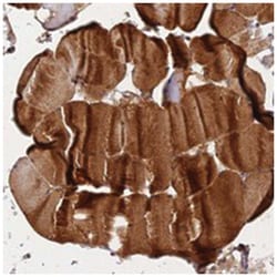 SLC38A11, Rabbit, Polyclonal Antibody, Abnova 100&mu;L; Unlabeled:Antibodies,