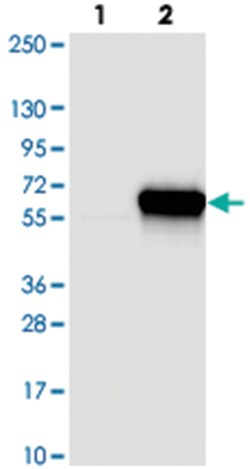 DNAJC16, Rabbit, Polyclonal Antibody, Abnova 100 &mu;L | Buy Online | Abnova Corporation | Fisher Scientific