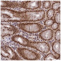 RBM42, Rabbit, Polyclonal Antibody, Abnova 100 &mu;L | Buy Online | Abnova Corporation | Fisher Scientific