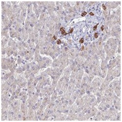 Abnova Corporation&nbsp;C1orf123, Rabbit, Polyclonal Antibody, Abnova&trade;