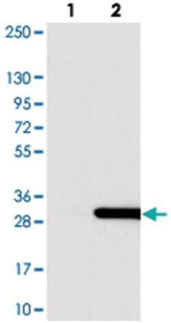 C1orf123, Rabbit, Polyclonal Antibody, Abnova 100 &mu;L | Buy Online | Abnova Corporation | Fisher Scientific