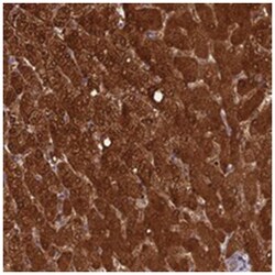 INCA1 Rabbit anti-Human, Polyclonal Antibody, Abnova 100 &mu;L | Buy Online | Abnova Corporation | Fisher Scientific