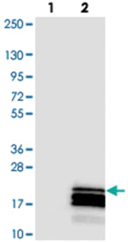 C17orf64, Rabbit, Polyclonal Antibody, Abnova 100 &mu;L | Buy Online | Abnova Corporation | Fisher Scientific