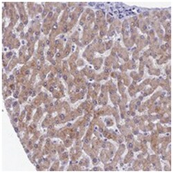 SPIN4, Rabbit, Polyclonal Antibody, Abnova 100 &mu;L | Buy Online | Abnova Corporation | Fisher Scientific