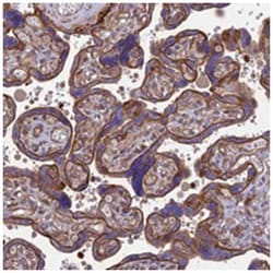 HPSE2, Rabbit, Polyclonal Antibody, Abnova 100&mu;L; Unlabeled:Antibodies,