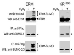 SUMO2/3 Rabbit anti-Human, Mouse, Polyclonal Antibody, Abnova 400 &mu;L | Buy Online | Abnova Corporation | Fisher Scientific