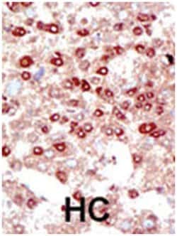 SUMO2/3 Rabbit anti-Human, Mouse, Polyclonal Antibody, Abnova 400 &mu;L | Buy Online | Abnova Corporation | Fisher Scientific