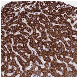 C11orf74, Rabbit, Polyclonal Antibody, Abnova 100 &mu;L | Buy Online | Abnova Corporation | Fisher Scientific
