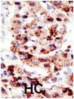 UBB Rabbit anti-Human, Polyclonal Antibody, Abnova 400 &mu;L | Buy Online | Abnova Corporation | Fisher Scientific