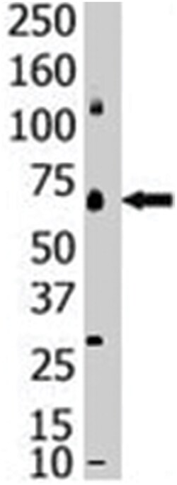 SENP1 Rabbit anti-Human, Polyclonal Antibody, Abnova 400 &mu;L | Buy Online | Abnova Corporation | Fisher Scientific