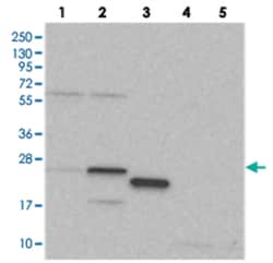 RPL13A, Rabbit, Polyclonal Antibody, Abnova 100&mu;L; Unlabeled:Antibodies,