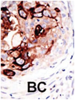 SENP2 Rabbit anti-Human, Mouse, Polyclonal Antibody, Abnova 400&mu;L; Unlabeled:Antibodies,