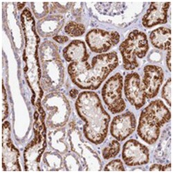 FXYD6, Rabbit, Polyclonal Antibody, Abnova 100&mu;L; Unlabeled:Antibodies,