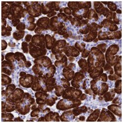 KCTD14 Rabbit anti-Human, Polyclonal Antibody, Abnova 100 &mu;L | Buy Online | Abnova Corporation | Fisher Scientific
