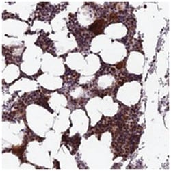 KIAA1984, Rabbit, Polyclonal Antibody, Abnova 100 &mu;L | Buy Online | Abnova Corporation | Fisher Scientific