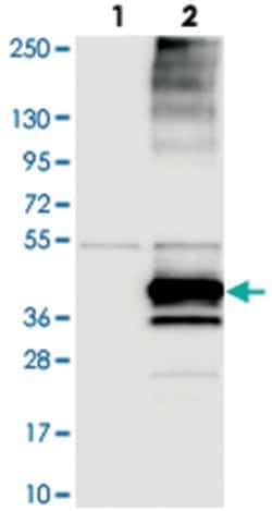 KCNK17, Rabbit, Polyclonal Antibody, Abnova 100&mu;L; Unlabeled:Antibodies,