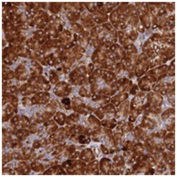 C12orf60, Rabbit, Polyclonal Antibody, Abnova 100 &mu;L | Buy Online | Abnova Corporation | Fisher Scientific