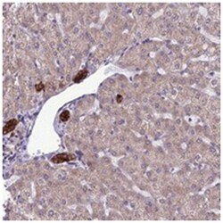 RPS26, Rabbit, Polyclonal Antibody, Abnova 100&mu;L; Unlabeled:Anticuerpos
