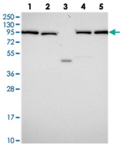 INO80D, Rabbit, Polyclonal Antibody, Abnova 100&mu;L; Unlabeled:Antibodies,