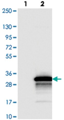 C2orf51, Rabbit, Polyclonal Antibody, Abnova 100 &mu;L | Buy Online | Abnova Corporation | Fisher Scientific