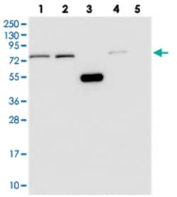 WDR35 Rabbit anti-Human, Polyclonal Antibody, Abnova 100&mu;L; Unlabeled:Antibodies,