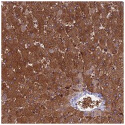 NUDT16L1, Rabbit, Polyclonal Antibody, Abnova 100&mu;L; Unlabeled:Antibodies,