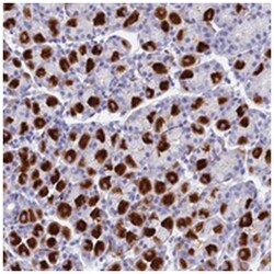 LYRM5, Rabbit, Polyclonal Antibody, Abnova 100 &mu;L | Buy Online | Abnova Corporation | Fisher Scientific