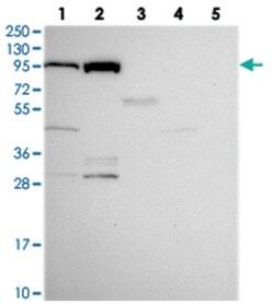 NOC2L, Rabbit, Polyclonal Antibody, Abnova 100 &mu;L | Buy Online | Abnova | Fisher Scientific