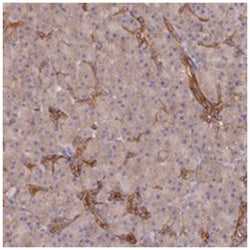 ARRDC1 Rabbit anti-Human, Polyclonal Antibody, Abnova 100&mu;L; Unlabeled:Antibodies,