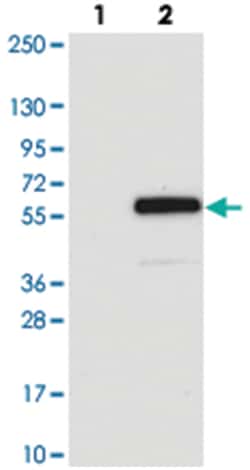 ARRDC1 Rabbit anti-Human, Polyclonal Antibody, Abnova 100&mu;L; Unlabeled:Antibodies,
