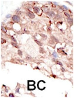 SUV39H2 Rabbit anti-Human, Polyclonal Antibody, Abnova 400 &mu;L | Buy Online | Abnova Corporation | Fisher Scientific