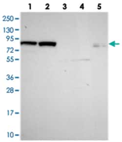 DHX40, Rabbit, Polyclonal Antibody, Abnova 100&mu;L; Unlabeled:Antibodies,
