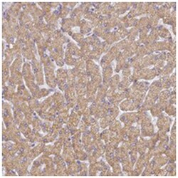 UTP23, Rabbit, Polyclonal Antibody, Abnova 100&mu;L; Unlabeled:Antibodies,