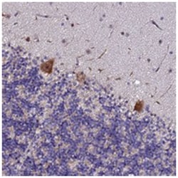 NOL8, Rabbit, Polyclonal Antibody, Abnova 100 &mu;L | Buy Online | Abnova Corporation | Fisher Scientific