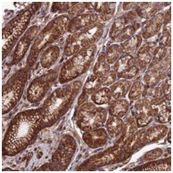 ARHGEF15 Rabbit anti-Human, Polyclonal Antibody, Abnova 100 &mu;L | Buy Online | Abnova Corporation | Fisher Scientific